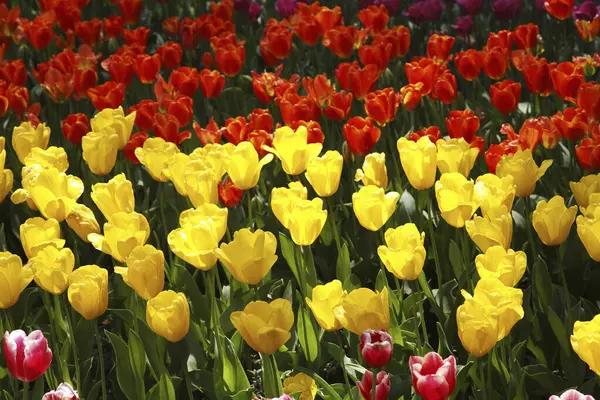 Schöner Frühlingsgarten Mit Tulpenblumen — Stockfoto