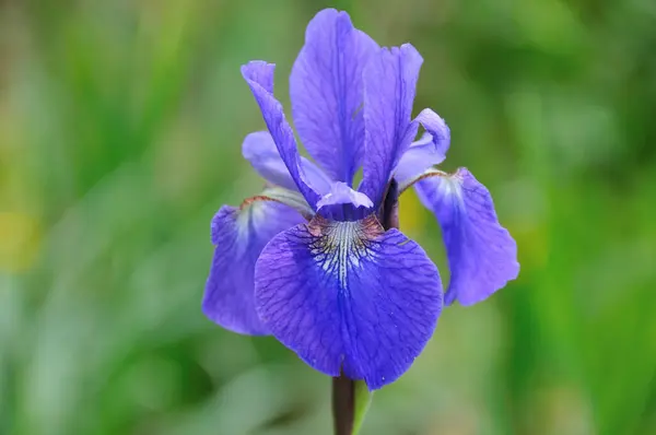 Blå Blomma Iris Trädgården — Stockfoto