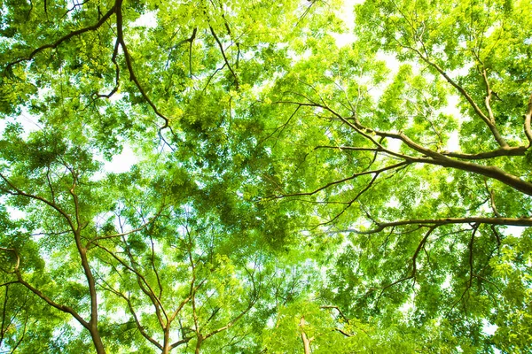 Ветви Деревьев Фоне Солнечного Неба — стоковое фото