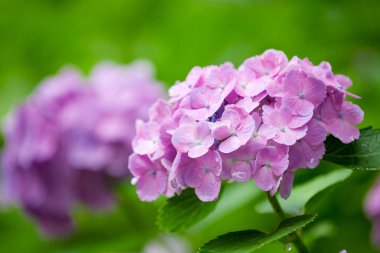 Bahçedeki leylak çiçeğinin yakın çekimi.