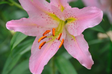 Bahçede yetişen güzel pembe zambak çiçeği