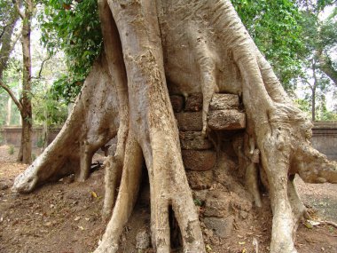 Angkor Wat tapınağındaki harabelerin üzerinde büyük ağaç kökü büyüyor.
