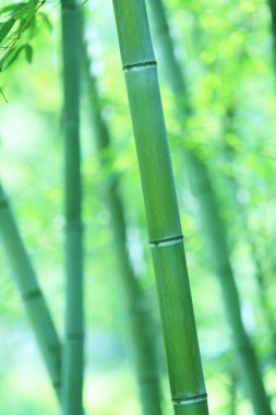 Doğanın arka planında güneş olan bambu ormanı