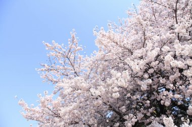 Güzel kiraz çiçeklerinin yakın görüntüsü. Çiçek arka planı