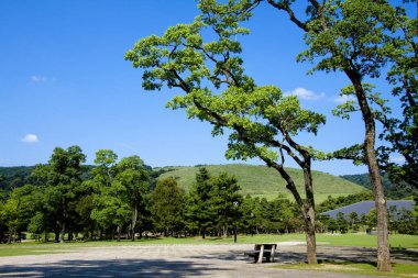 Yeşil ağaçlar boyunca uzanan manzaralı bir yaz manzarası. 