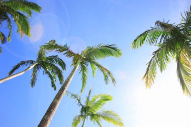 Mavi gökyüzü karşı uzun palmiye ağaçlarının düşük açılı görünüş