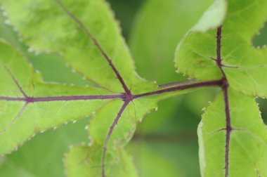 closeup yaprak yeşil