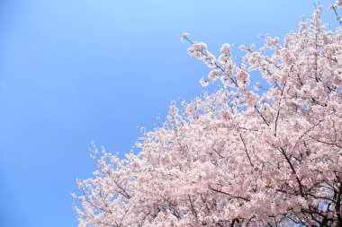 İlkbaharda kiraz çiçekleri, sakura ağaçları                