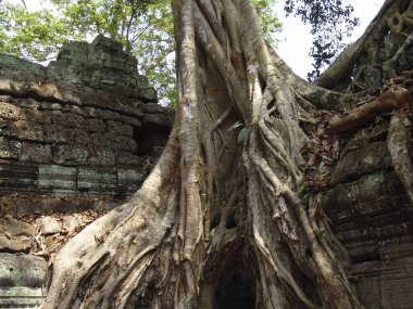 Angkor Wat tapınağındaki harabelerin üzerinde büyük ağaç kökü büyüyor.