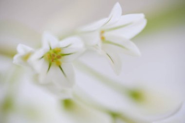 Beyaz zambak çiçeği, güzel çiçek arkaplanı