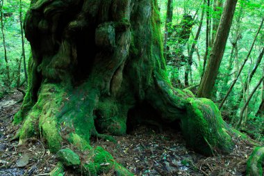 Ormandaki ağaçta yeşil yosun