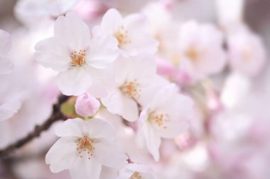 Güzel kiraz çiçeklerinin yakın görüntüsü. Çiçek arka planı