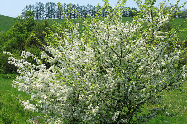spring tree blossom, nature background