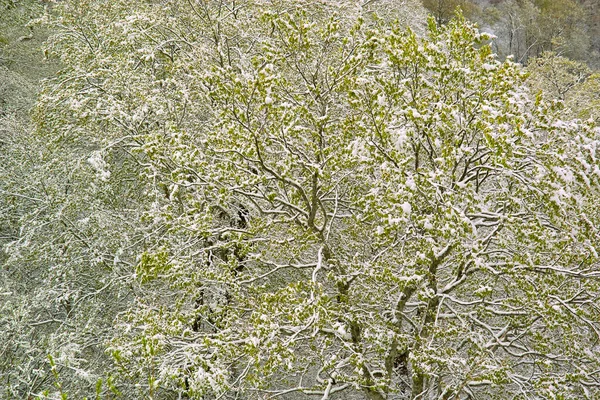 Branches Vertes Arbres Recouverts Neige — Photo