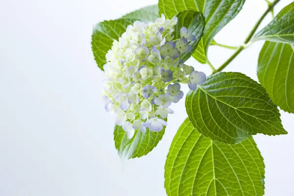 white flowers of hydrangea on a white background