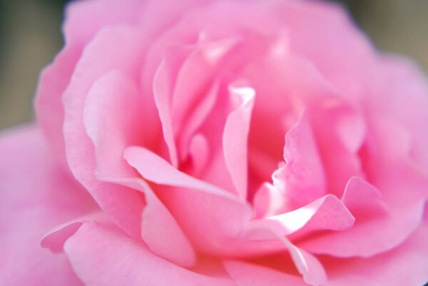 Close-up view of beautiful pink rose flower in summer garden
