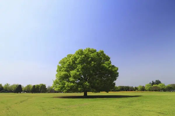 Большое Дерево Поле Голубым Небом — стоковое фото