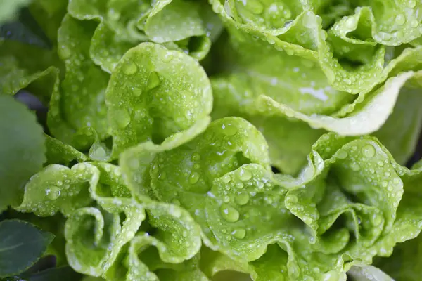 Salada Alface Verde Fresca Jardim — Fotografia de Stock