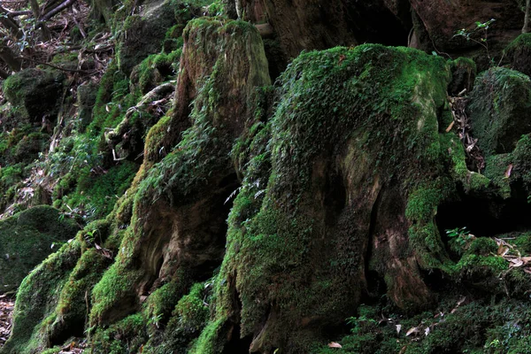 Зеленый Мох Лесу Мбаппе Стоковая Картинка