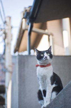 sokakta güzel kedi portresi