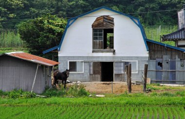 Mavi çatılı beyaz ahır yeşil pirinç tarlasının arkasında duruyor.
