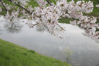Güzel kiraz çiçeklerinin manzarası