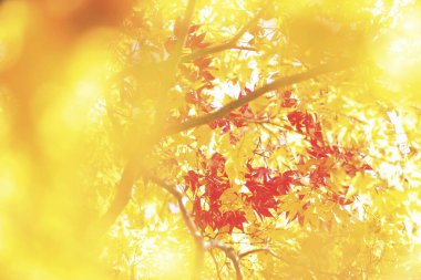 Kırmızı akçaağaç yaprakları sonbahar mevsiminde