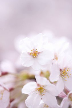 bahar arkaplanı beyaz çiçekler, kiraz çiçekleri     