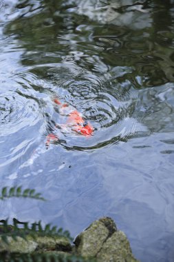 Japon sazan balığı suda yüzer. 