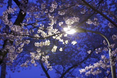 Japonya 'da gece Sakura çiçeği açar.
