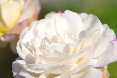 Bahçedeki güzel beyaz gül çiçeklerini kapat, makro manzara 