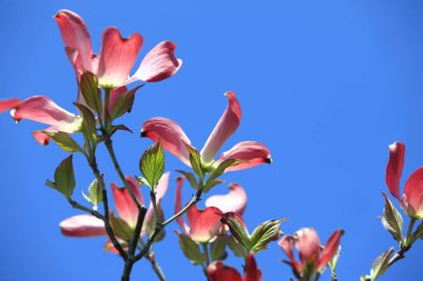 Gündüz mor çiçekler, yakın çekim. 