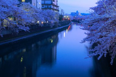 Tokyo, Japonya 'da nehir ve kiraz çiçeklerinin alacakaranlık manzarası 