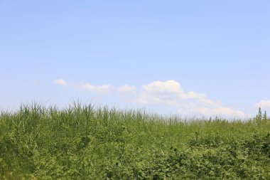 mavi gökyüzü yeşil alan arkaplan görüntüsü