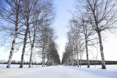 Karda kış ormanı yolu