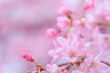 Güzel pembe kiraz çiçeklerinin yakın görüntüsü 