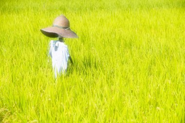 Pirinç alan korkuluk 