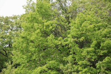 Parktaki yeşil ağaçlar, doğa