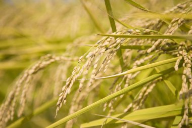 Yazın yeşil buğday tarlası