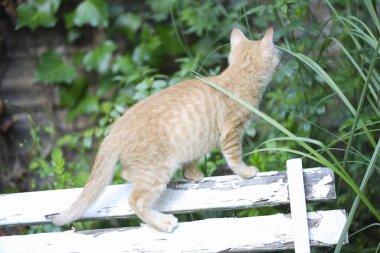 Doğada bankta duran sevimli kızıl kedi yavrusu.