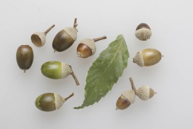 Beyaz arkaplanda meşe palamutlarının tamamını kapat