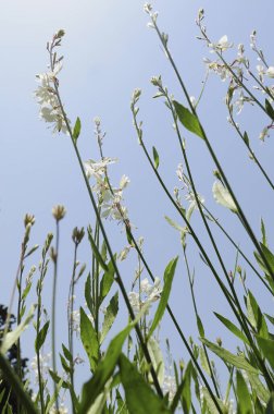 Mavi gökyüzüne karşı beyaz kır çiçekleri