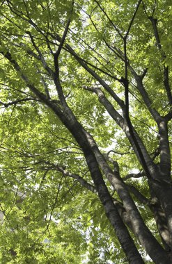 Ormanda yeşil yapraklar