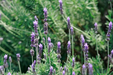 Bahçedeki güzel lavanta çiçekleri