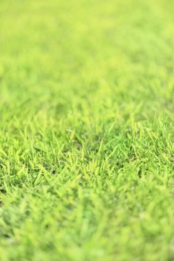 Bahçede taze yeşil çimenler       