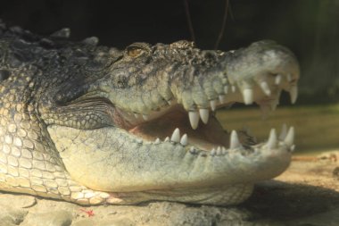 Hayvanat bahçesinde büyük dişleri olan tehlikeli timsahın yakın plan görüntüsü.                    