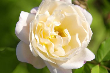 Bahçede açan güzel çiçeğin yakın plan görüntüsü        