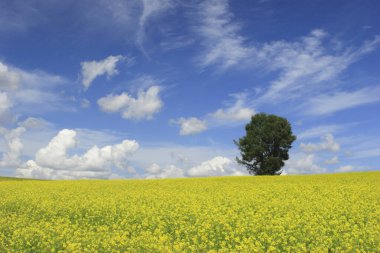 Yazın sarı kolza tohumu tarlası ve mavi gökyüzü olan güzel bir manzara.         