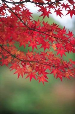 Kırmızı sonbahar yaprakları, sonbahar çiçekleri, Japon akçaağacı yakın görüş.