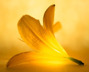 Aydınlatılmış güzel çiçeğin yakın plan görüntüsü, inanılmaz soyut arkaplan            